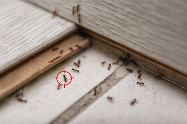 Best Best Pest Control Companies  in Mims, FL