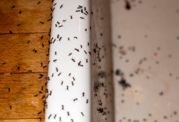 Best Pest Removal Services  in Mims, FL