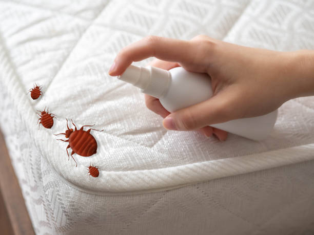 Best Insect Control  in Mims, FL