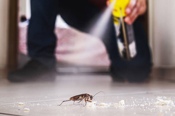 Best Flea Control Services  in Mims, FL