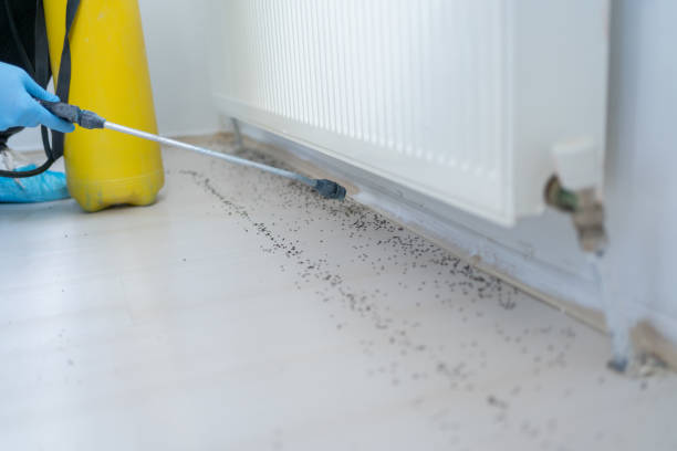 Best Cockroach Control Services  in Mims, FL