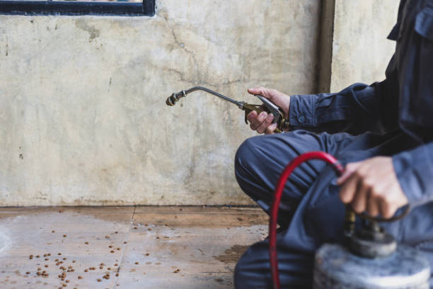 Best Rat Extermination Near Me  in Mims, FL